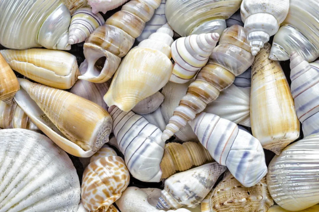 shells