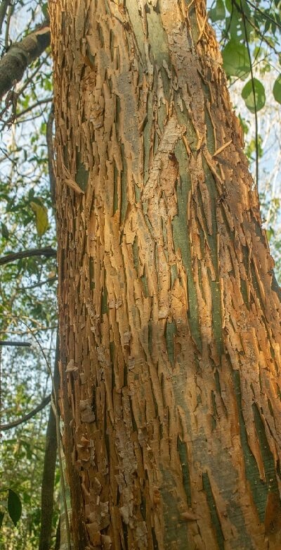 Chukum (Havardia albicans) and Jiote (Bursera simaruba) tree barks,