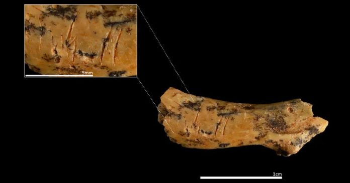 Oldest Evidence of Hominin Cannibalism Found in Atapuerca Toddler Fossil