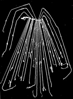 Quipu B8713