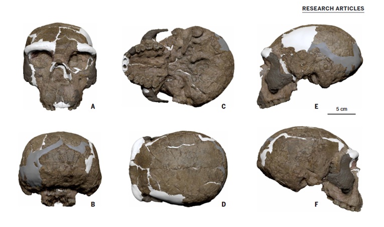 Yunxian 2 cranium