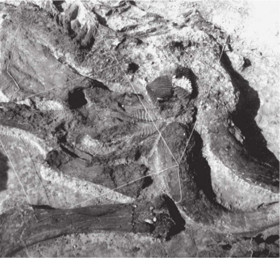 Black Water Draw Mammoth