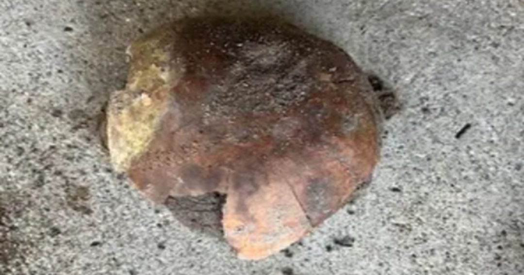 4,200-Year-Old Skull Discovered on Indiana Riverbank