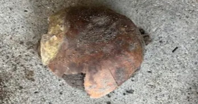 4,200-Year-Old Skull Discovered on Indiana Riverbank