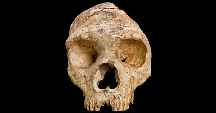 Front-view photograph of the skull of an adult Homo neanderthalensis (specimen “Gibraltar 1”), discovered in 1848 at Forbes’ Quarry, Rock of Gibraltar.