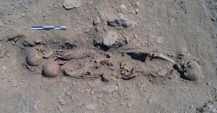 New Research Suggests No Plague Ever Hit Egypt’s Capital Akhetaten An undisturbed grave at the North Tombs Cemetery held three individuals wrapped together in one burial mat. Remnants of the mat remain visible along the grave’s sides and beneath the skull and forearm of the rightmost individual (courtesy of the Amarna Project).