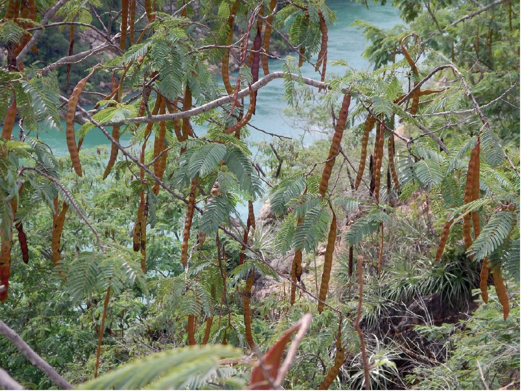 Anadenanthera colubrina seed pods
