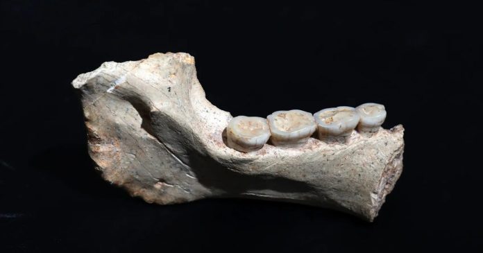 773,000-year-old mandible ThI-GH-1 from Thomas Quarry in Morocco